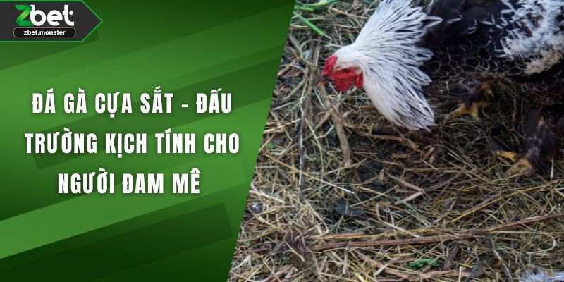 Đá gà cựa sắt